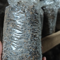 草菇菌种500克/包