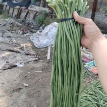 山东单县豆角细条