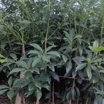 八角树苗一年多罗马品种苗7块/株，两年多罗马品种苗8块/