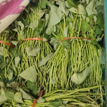红薯苗单株25-30公分，100株一捆