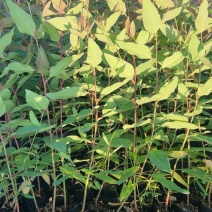 桉树苗25-40公分