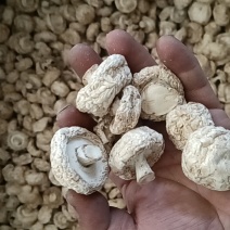 干双孢菇直径约2公分