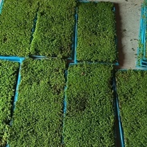 苔藓野生大灰藓/白发藓/人工驯养，多种规格