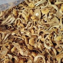 滑子菇烤干剪根21元,大菇35元