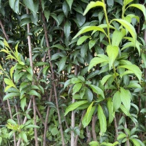 李子苗蜂糖李子杯苗，品种纯度百分百欢迎咨询