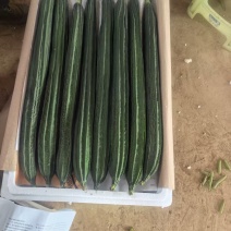 棱丝瓜圣瓜胜瓜大量上市产地直发可视频看货