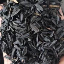 知母种子