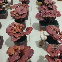 灵芝盆景按盆卖，10元~300元不等