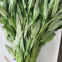 空心菜一斤左右一把