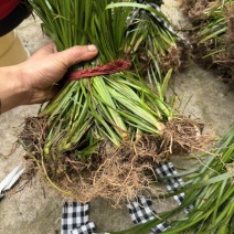 石菖蒲苗统货