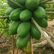 木瓜统货