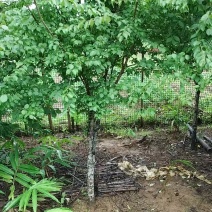 梅子青梅树，2-4公分粗，35元/棵