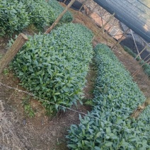 草珊瑚苗草珊瑚种苗
