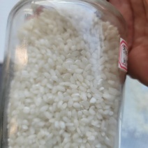 稻谷金香玉香粳,普通粳