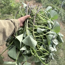 红薯苗榴莲蜜薯苗，又名丝滑苗/火山1号，长度25-30公