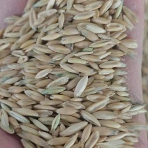 燕麦饲用燕麦