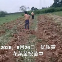 黄花菜苗根苗