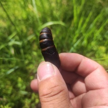 茧蛹