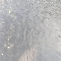 草鱼苗寸片苗