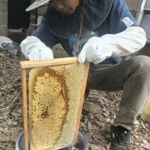 土蜂蜜瓶一斤装