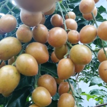 黄皮果