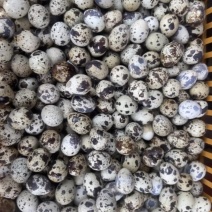 鹌鹑蛋48个左右一斤
