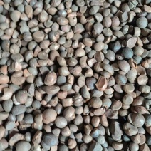 油茶籽油茶籽