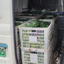 番薯叶长度25公分左右