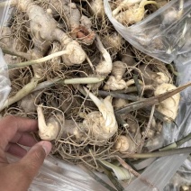 黄精种苗黄精块茎苗/子育苗