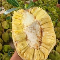 菠萝蜜无胶