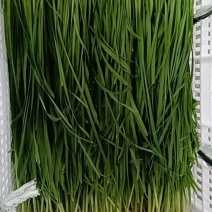 韭菜55cm高度0.5元/斤，45cm以下粗菜0.6-0