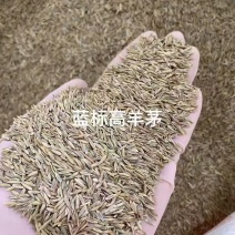 羊茅净籽