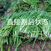 韭菜现割韭菜;加工精品韭菜