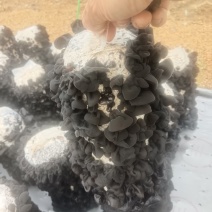 黑木耳春耳水发菜