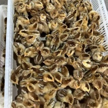 麻鸡苗青脚麻鸡苗