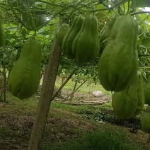 佛手瓜