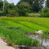 水稻苗