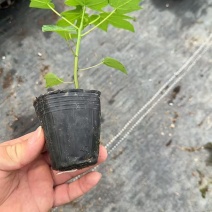 木瓜树苗