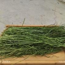 燕麦烘干