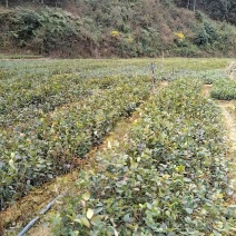 油茶苗20公分起苗