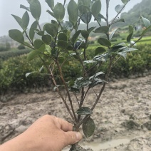 茶梅高30公分,冠25公分