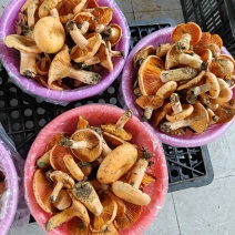 鸡油菌