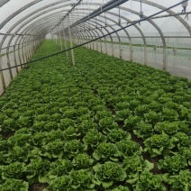 生菜大叶生菜4-7两