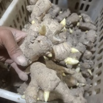 姜种
