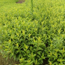 锦带苗芙蓉王锦带地苗，40~70公分高