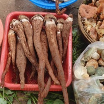 鸡枞菌