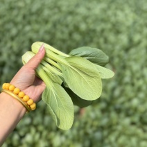 快菜精品小中棵