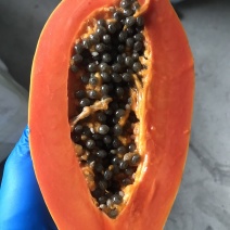 木瓜