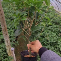 桂花16杯，高度50cm左右，冠幅35cm
