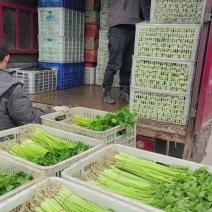 芹菜散装不洗8毛/斤,扎把水洗香芹1元/斤